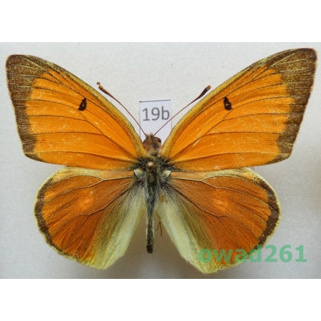 Colias heos alpina Verity, 1911 male Russia19b
